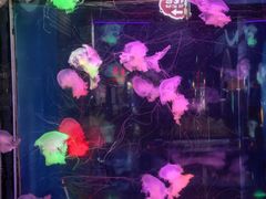 -太平洋海底世界