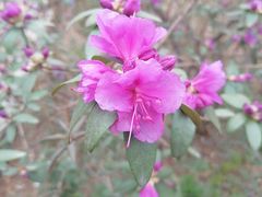 -黑龙江省森林植物园