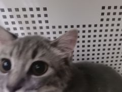 -佑安动物医院·全科·内窥镜中心(幸福巷店)