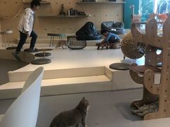 -飞行喵MR PILOT|猫舍·猫咖(静安大融城店)