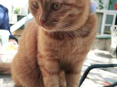 -喵屿·大理花园猫咖