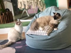 -猫在这儿猫咪咖啡馆·撸猫馆