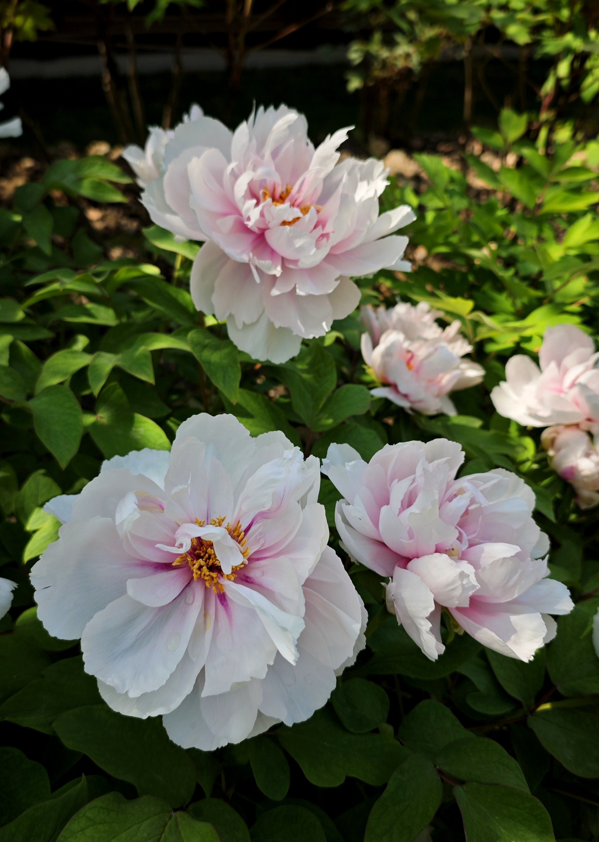 8实拍,漕溪公园牡丹已进入盛花期