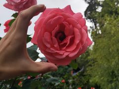 -木府