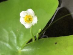 -双季花艺园艺市场(浦东店)