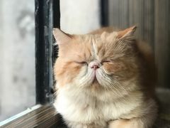 -more than meow吴止猫主题餐厅(承德 中船汇店)