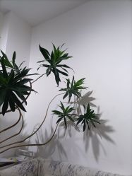 点击看大图 -原生美学·SMP3D纹发·纹野生眉