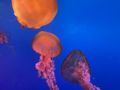 -太平洋海底世界