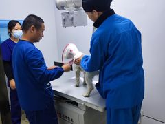 -美联众合宠物医院·爱萌分院·内外科·猫科中心