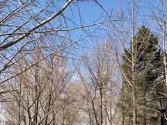 -中央广播电视塔