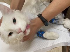 -北京观赏动物医院·24小时大型综合·猫专科·异宠专科