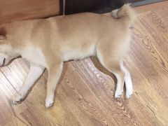 -柴务处·柴犬主题狗咖