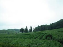 -午潮山国家森林公园