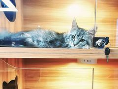 -猫十亿·布偶金渐层·曼基康矮脚猫舍(青年路店)