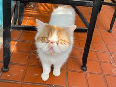 -猫小院猫主题咖啡厅(北锣店)