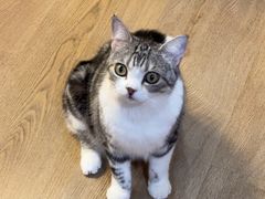 -MOCHA明星猫咖(田子坊店)