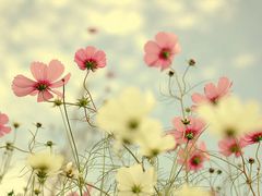 -博悦公馆尚悦自助餐厅