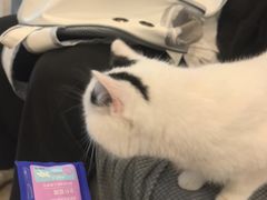 -宠颐生汉谟拉比宠物医院