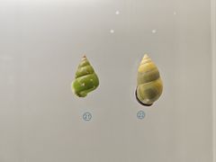 -青岛贝壳博物馆