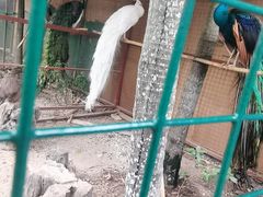 -西双版纳总佛寺