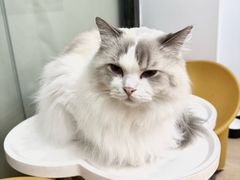 -有喵·猫咖·狗咖·40+猫狗有小奶狗(岗厦店)