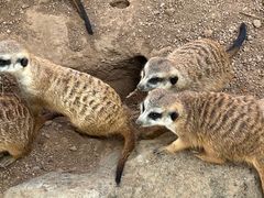 -西霞口神雕山野生动物世界