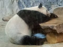 -海南热带野生动植物园