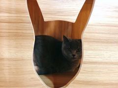 店里忘记拍照了-白兔子密室(长寿路店)