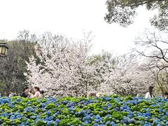 -苏州上方山国家森林公园
