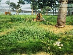 -西霞口神雕山野生动物世界