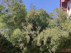 -西安市广仁寺