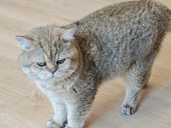 -有喵·猫咖·狗咖·30几只猫10只小狗(岗厦店)