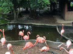 -清迈夜间动物园