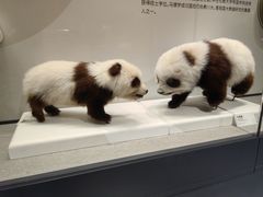 -四川大学博物馆