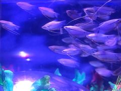 -梦幻海洋王国(吾悦广场张家港店)