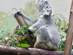 -广州长隆野生动物世界