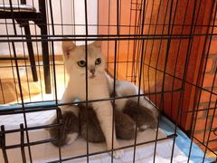 -万小咖.猫咖(中山路天虹店)