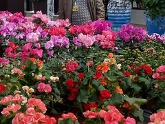 -荷兰花海