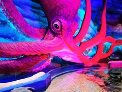 -青岛嘉年华主题乐园