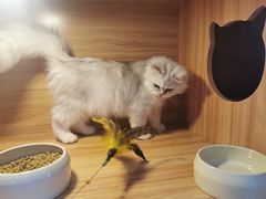 -喵百万·布偶·蓝金金渐层英短·猫舍(百子湾店)