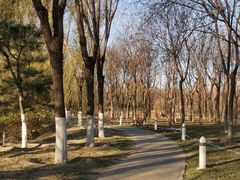 -大兴滨河森林公园