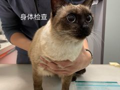 -伟伟宠物医院·瑞派猫友好医院·猫科(光谷店)