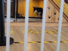 -南京Hallo宠物乐园·哈罗犬舍·柴犬繁育基地