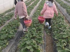 -喜杨洋草莓采摘园
