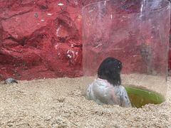 -上海大自然野生昆虫馆(东方明珠·爬宠昆虫探索中心)