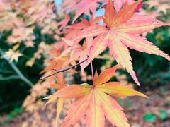 -上海吴淞炮台湾国家湿地公园