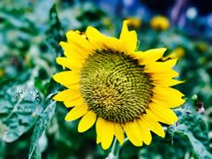 -艾溪湖湿地公园