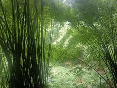 -芦沟竹海