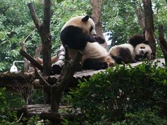 熊猫-成都大熊猫繁育研究基地