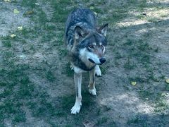 -北京野生动物园